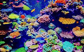 Coral Apartment