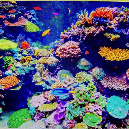 Coral Apartment Marosvásárhely Kültér fotó