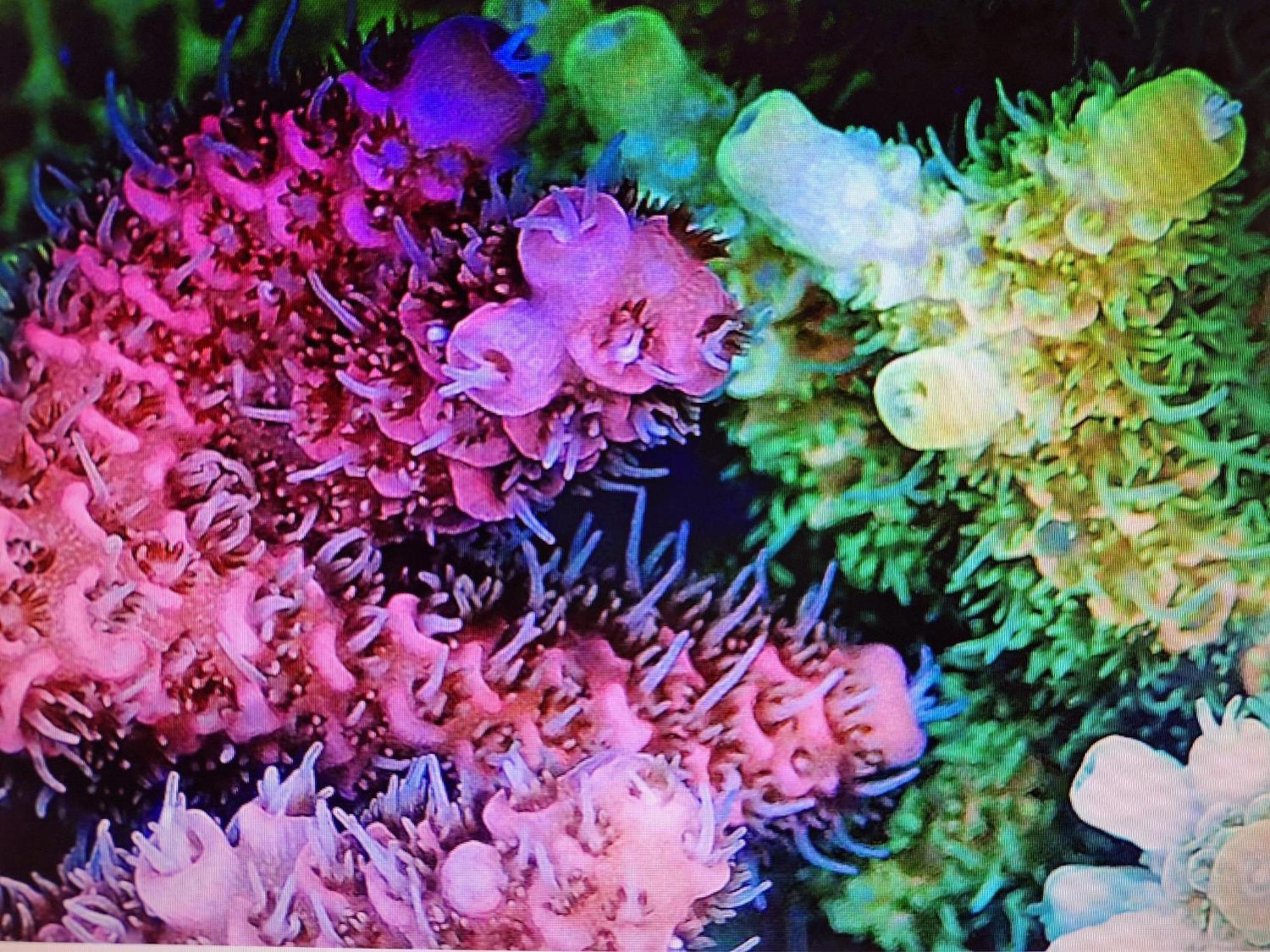 Coral Apartment Marosvásárhely Kültér fotó
